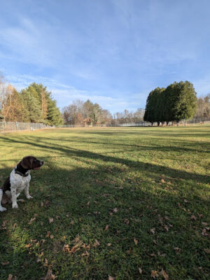 Romp and Play Dog Park
