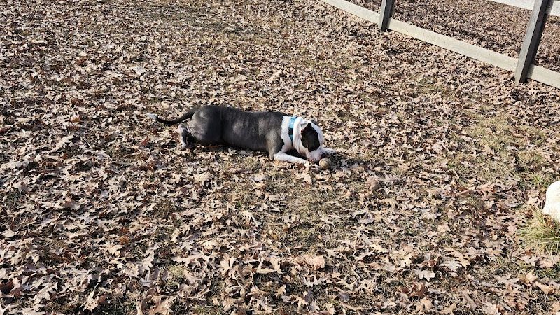 Burdick Bark Dog Park - Baltimore, MD