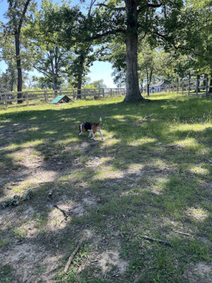 Burdick Bark Dog Park