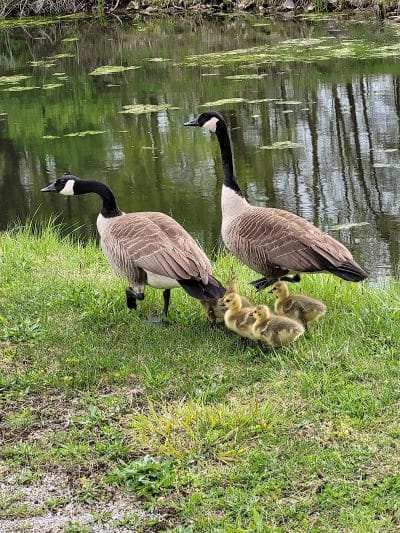 Ohio & Erie Canal Towpath Trail - Barberton, OH