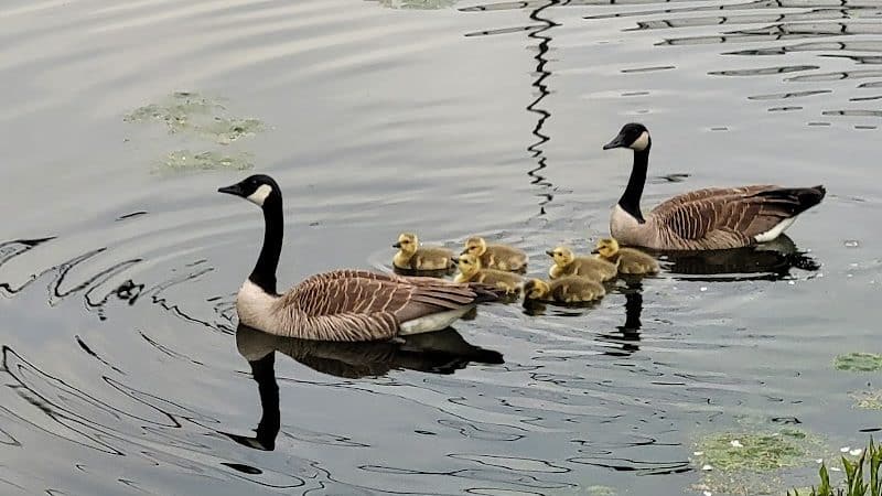 Ohio & Erie Canal Towpath Trail - Barberton, OH