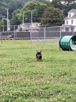 Barboursville Dog Park