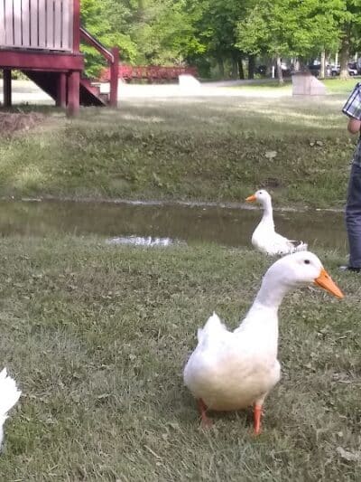 Meadowbrook Park - Bascom, OH