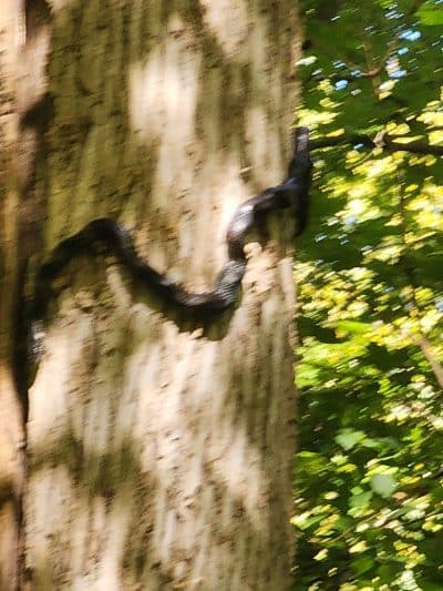 Williamsburg to Batavia Hike-Bike Trail - Zagar Rd. Parking Lot - Batavia, OH