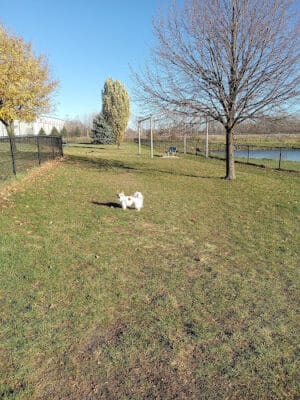 Beaver Dam Small Dog Park