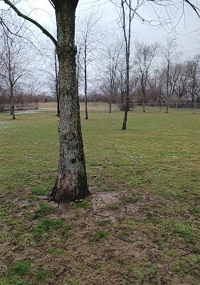Bellevue Dog Park