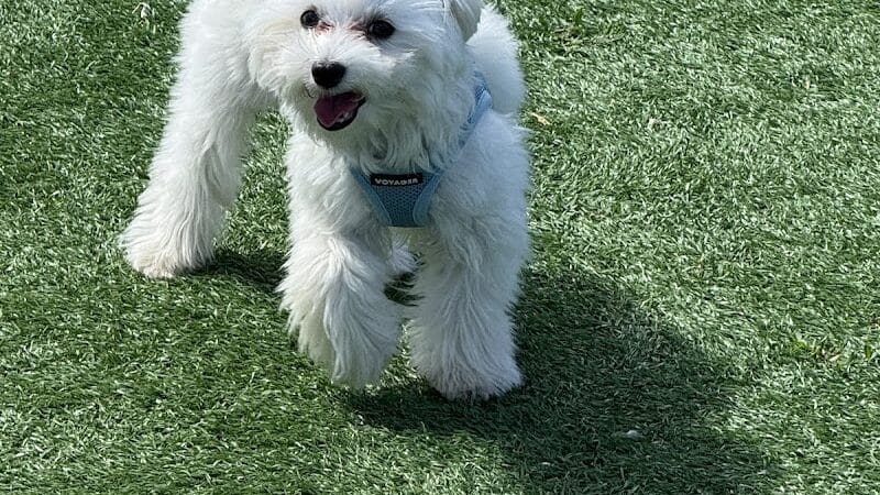 Town of Hempstead Dog Park - Bellmore, NY
