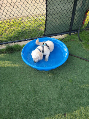 Town of Hempstead Dog Park