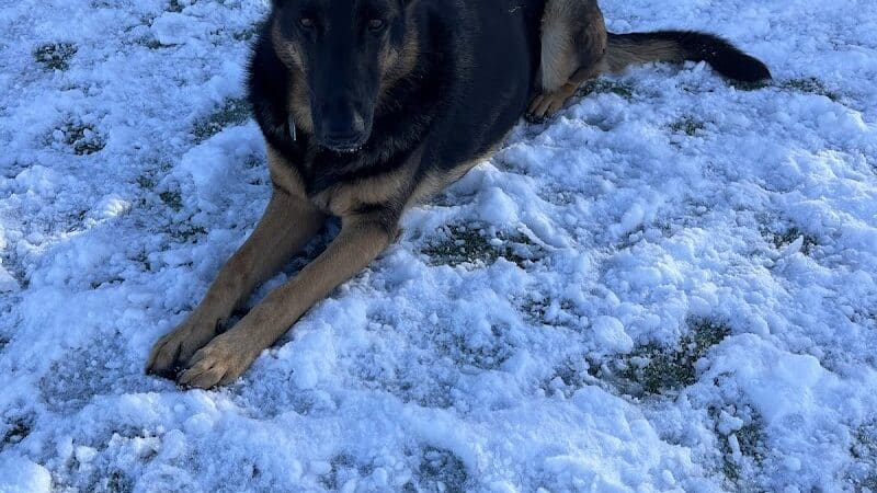 Town of Hempstead Dog Park - Bellmore, NY