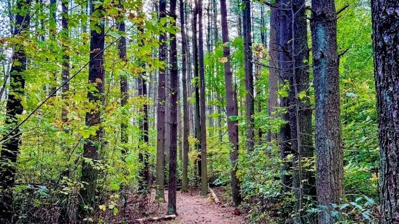 Rose Lake Trail - Benton Township, OH