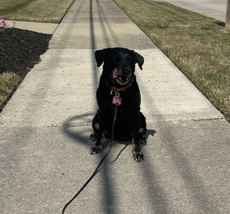Right Way K9 Training - Berea, OH