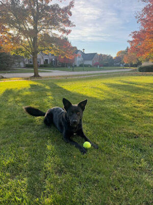 Right Way K9 Training