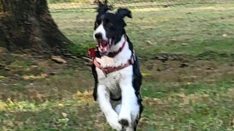 Berlin Lake Dog Park - Berlin Center, OH