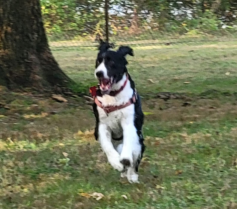 Berlin Lake Dog Park - Berlin Center, OH