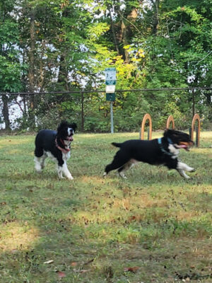 Berlin Lake Dog Park