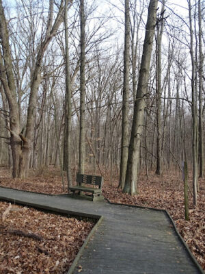 Hoffman Forest MetroPark