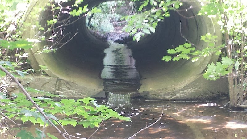 Hoffman Forest MetroPark - Berlin Heights, OH