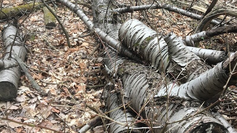 Hoffman Forest MetroPark - Berlin Heights, OH