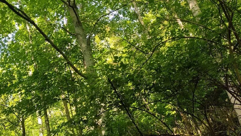 East Fork State Park - Bethel, OH