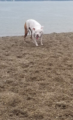 East Fork State Park Beach