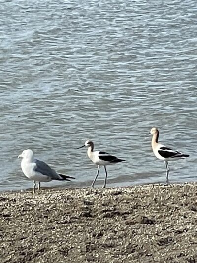 East Fork State Park Beach - Bethel, OH