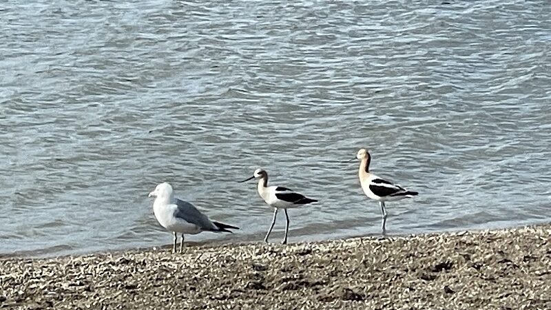 East Fork State Park Beach - Bethel, OH