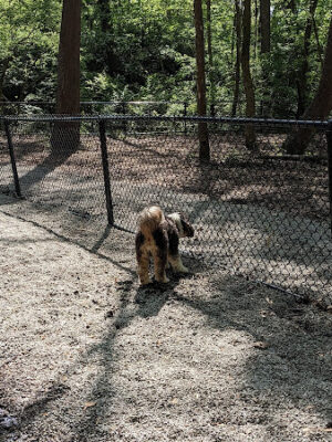 Schneider Dog Park