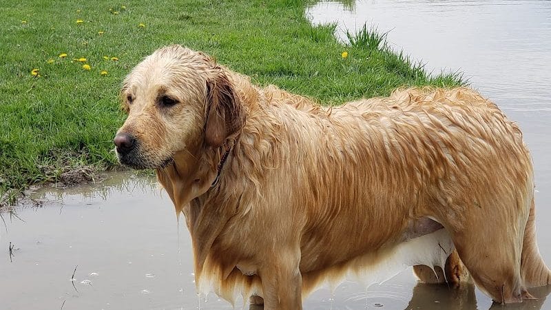 Tom Harvey Memorial Dog Park - Blanchester, OH