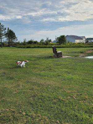 Tom Harvey Memorial Dog Park