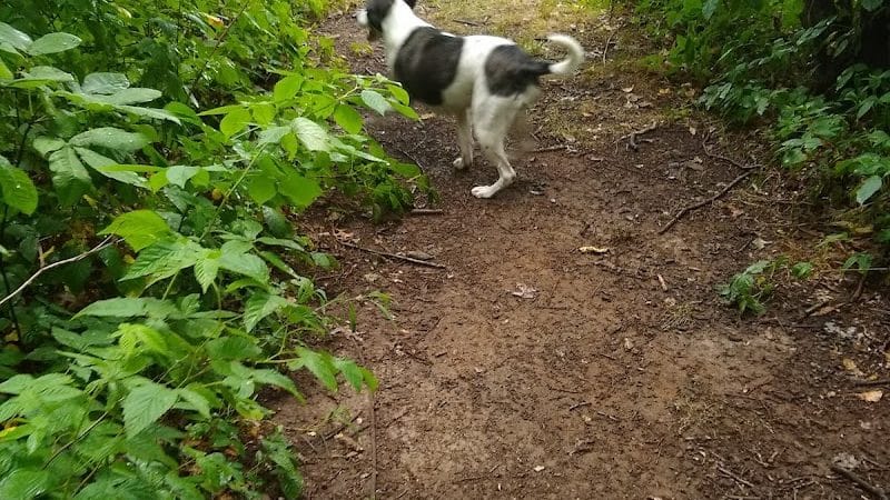 Tom Harvey Memorial Dog Park - Blanchester, OH