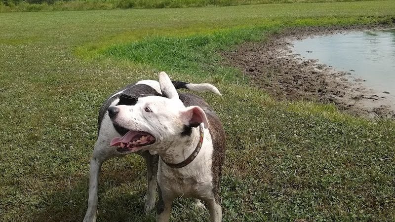 Tom Harvey Memorial Dog Park - Blanchester, OH