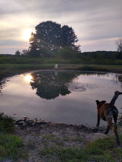 Tom Harvey Memorial Dog Park - Blanchester, OH