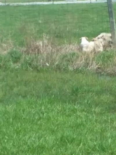 Tom Harvey Memorial Dog Park - Blanchester, OH
