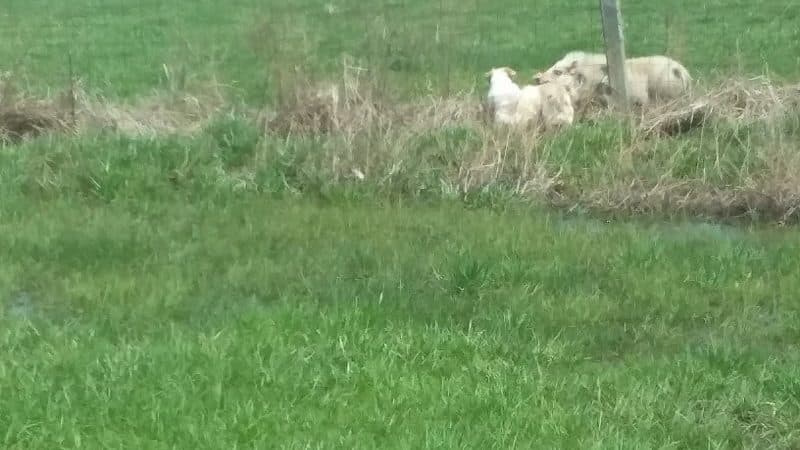 Tom Harvey Memorial Dog Park - Blanchester, OH