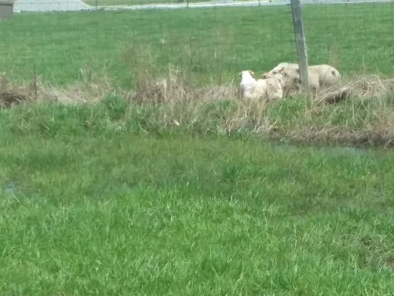 Tom Harvey Memorial Dog Park - Blanchester, OH