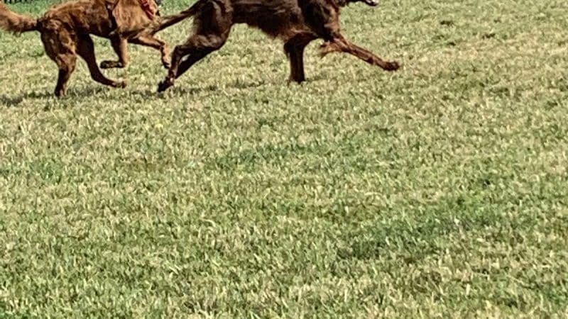 Summit Park Dog Park - Blue Ash, OH