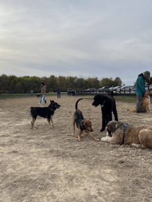 Summit Park Dog Park