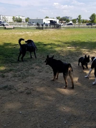 Summit Park Dog Park - Blue Ash, OH