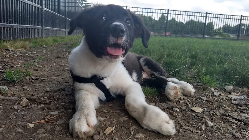 Summit Park Dog Park - Blue Ash, OH
