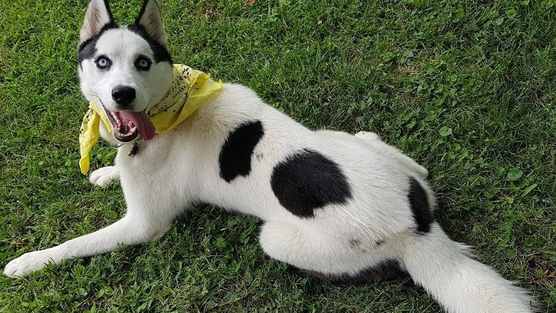 Summit Park Dog Park - Blue Ash, OH