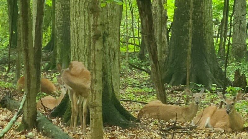 Route 224 Trailhead - East Golf Hike & Bike Trail - Boardman, OH