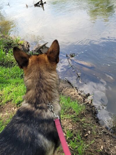 River Community Park / Tuscarawas river water trail access ( river mile 71.8 ) - Bolivar, OH