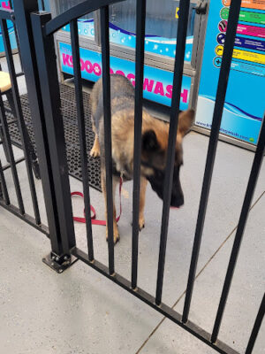 Wags N' Wiggles DIY Pet Wash