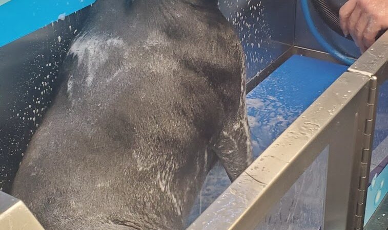 Wags N' Wiggles DIY Pet Wash - Bolivar, OH