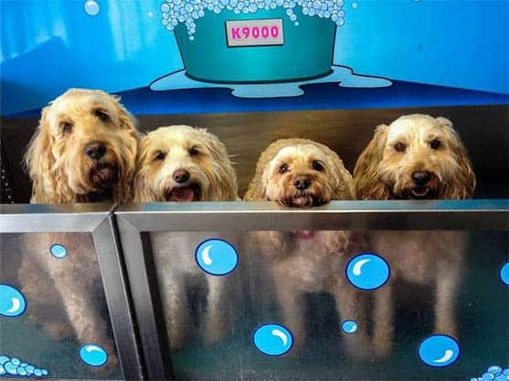 Wags N' Wiggles DIY Pet Wash - Bolivar, OH