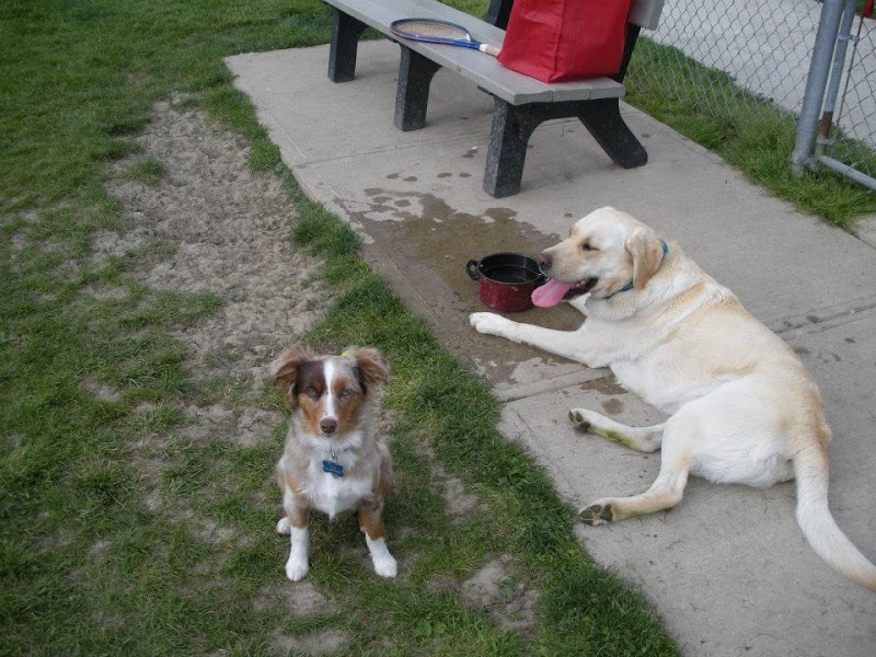 Wood County Dog Park - Bowling Green, OH