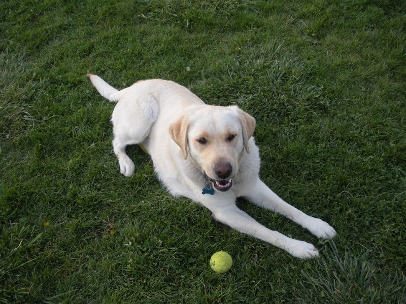Wood County Dog Park - Bowling Green, OH