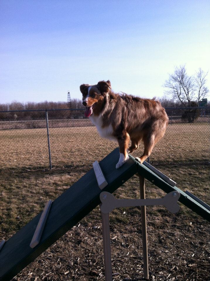 Wood County Dog Park - Bowling Green, OH
