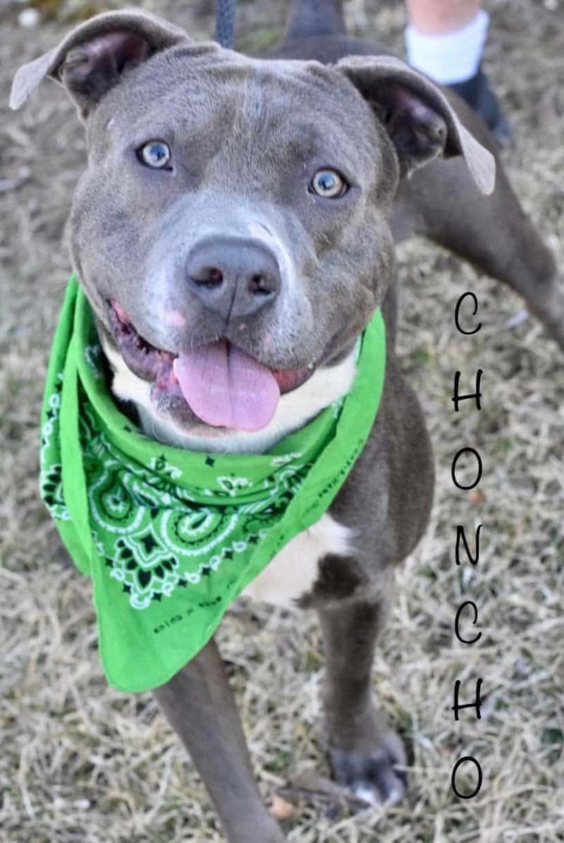 Wood County Dog Park - Bowling Green, OH