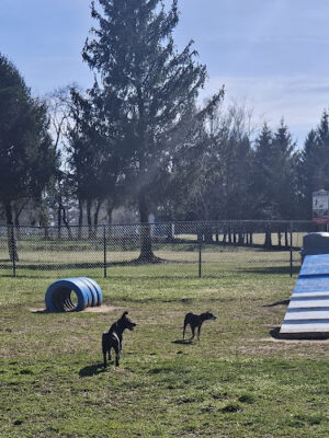 Doggie Dugout-Registration Required